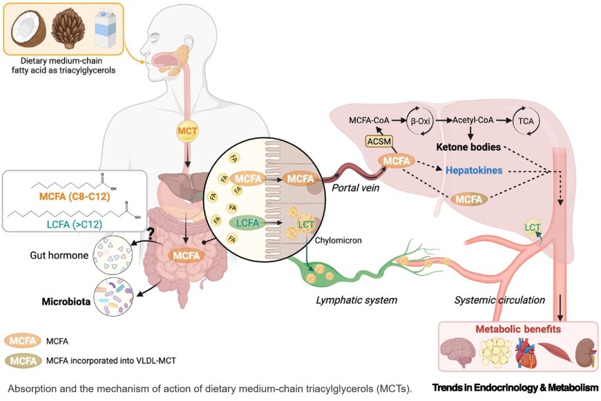 Metabolism regulation by dietary medium-chain triacylglycerols