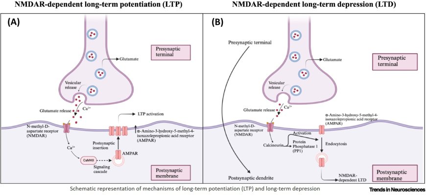 Noninvasive brain stimulation induced plasticity and metaplasticity