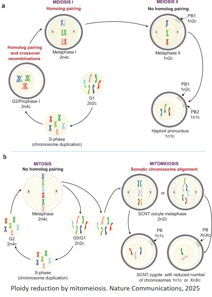 Induction of experimental cell division to generate cells with reduced chromosome ploidy