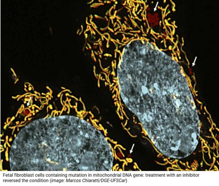 Regulating the inheritance of mitochondrial DNA mutations
