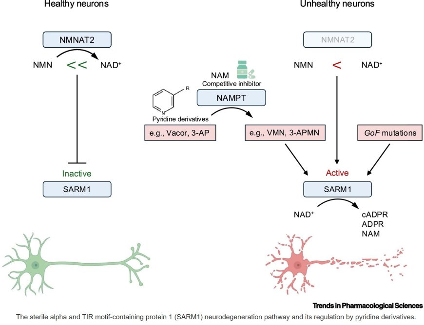 Targeting SARM1: from inhibition for neuroprotection to activation for neuroablation