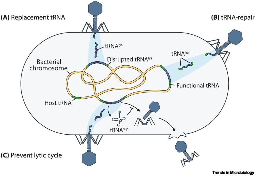 Phage tRNAs: decoding the enigma