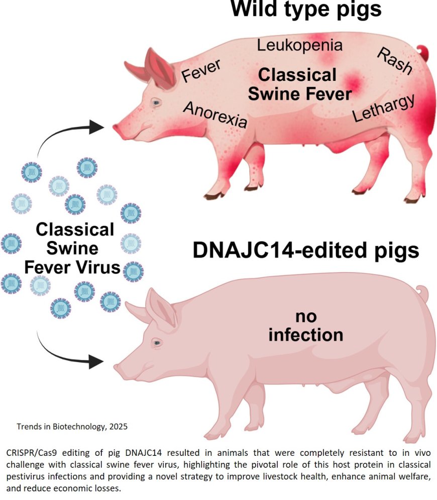 DNAJC14 gene-edited pigs are resistant to classical pestiviruses