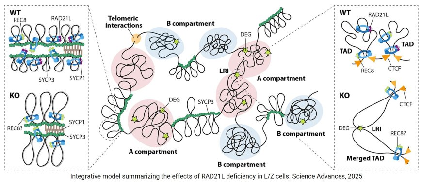 Meiotic cohesin RAD21L shapes 3D genome structure and transcription in the male germline