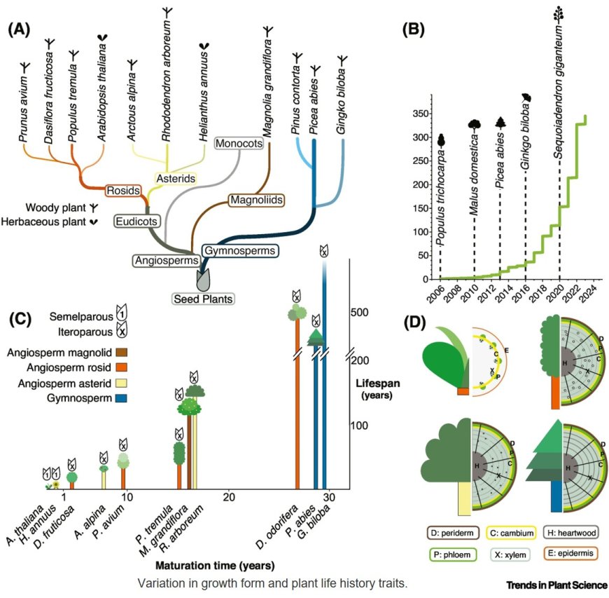 What genes make a tree a tree?