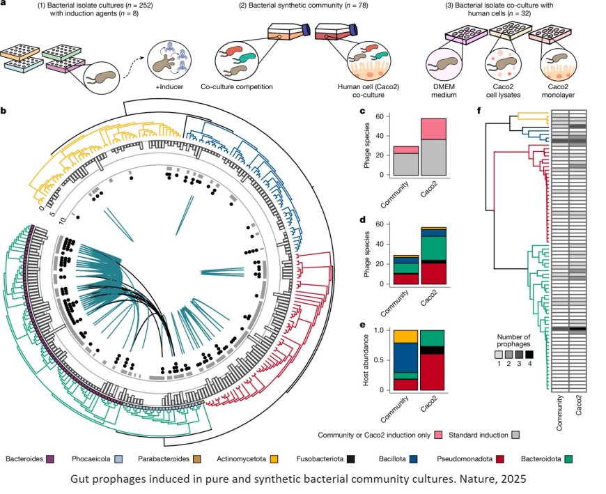 Isolation, engineering and ecology of temperate phages from the human gut