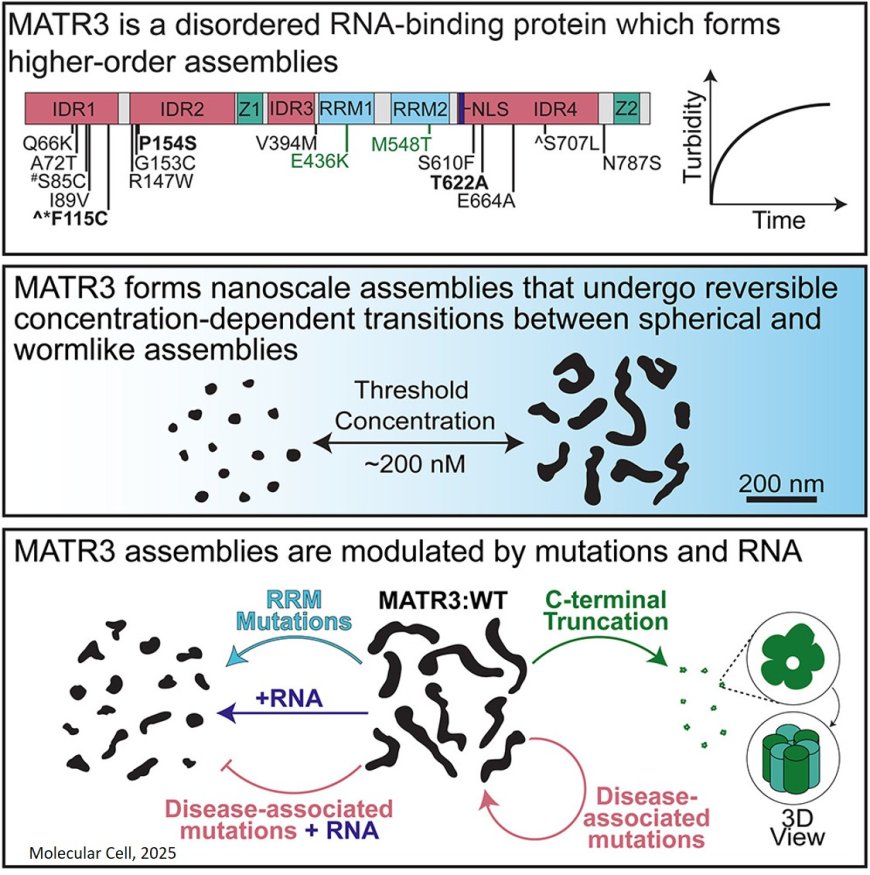 Matrin-3 forms spherical and wormlike assemblies  that are modulated by RNA binding and ALS/FTD- associated mutations