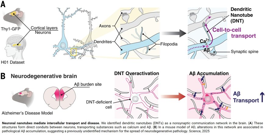 A dendritic nanotubes for intercellular communication in brain