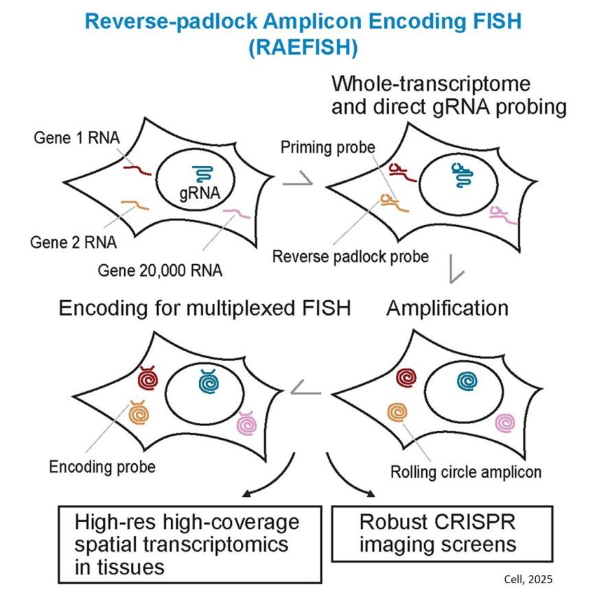 Sequencing-free whole-genome spatial transcriptomics at single-molecule resolution