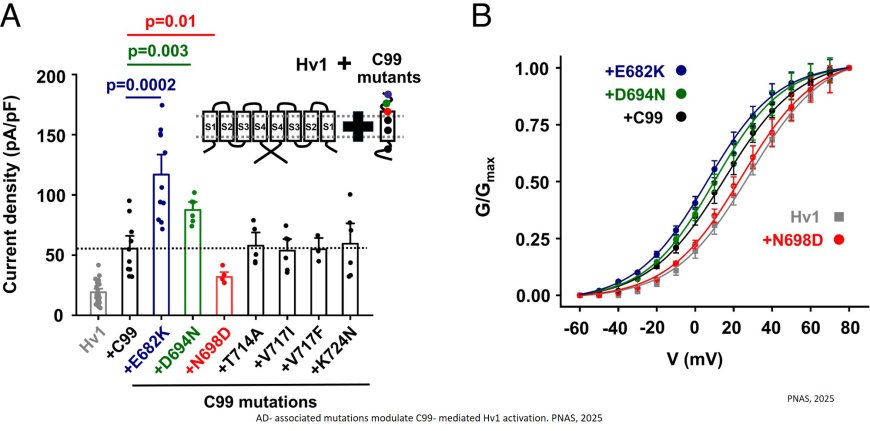 Amyloid precursor protein and C99 are subunits in human microglial Hv1 channels that enhance current and inflammatory mediator release