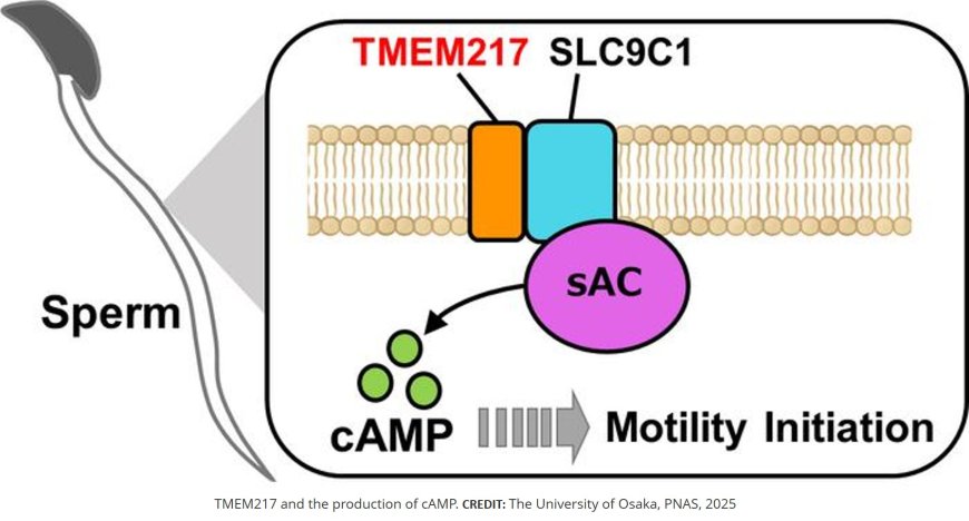 Formation of a complex between TMEM217 and the sodium-proton exchanger SLC9C1 is crucial for mouse sperm motility and male fertility