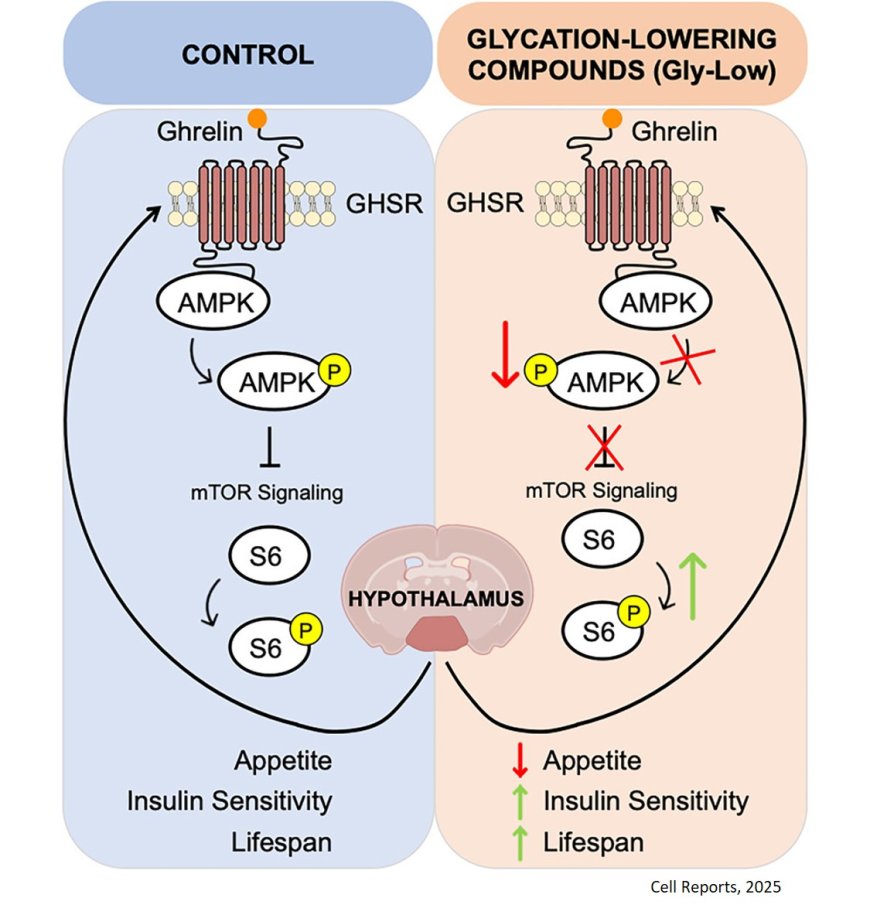 Glycation-lowering compounds inhibit ghrelin signaling to reduce food intake, lower insulin resistance, and extend lifespan