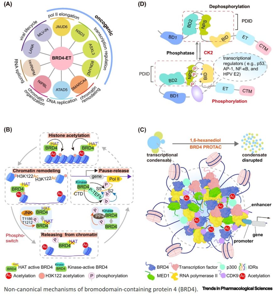 Targeting BRD4 bromodomains and beyond: exploring new therapeutic frontiers