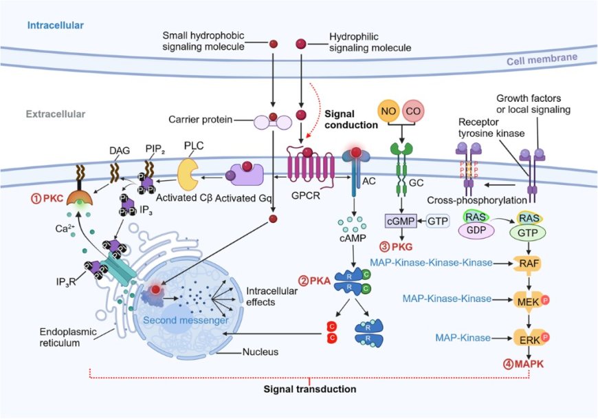 Cell Signaling and Communication between Cells