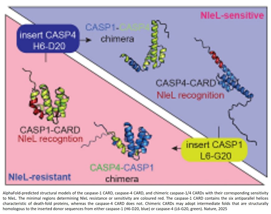 Enteropathogenic bacteria evade ROCK-driven epithelial cell extrusion