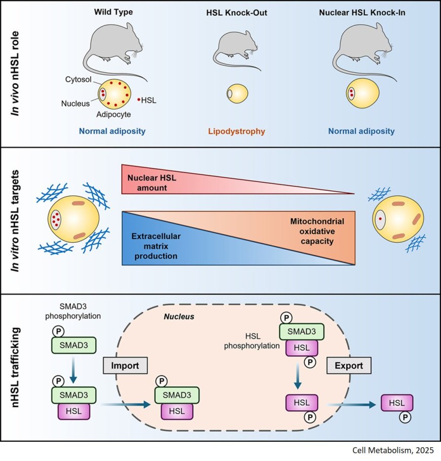 Role of nuclear hormone-sensitive lipase (HSL) in lipid metabolism