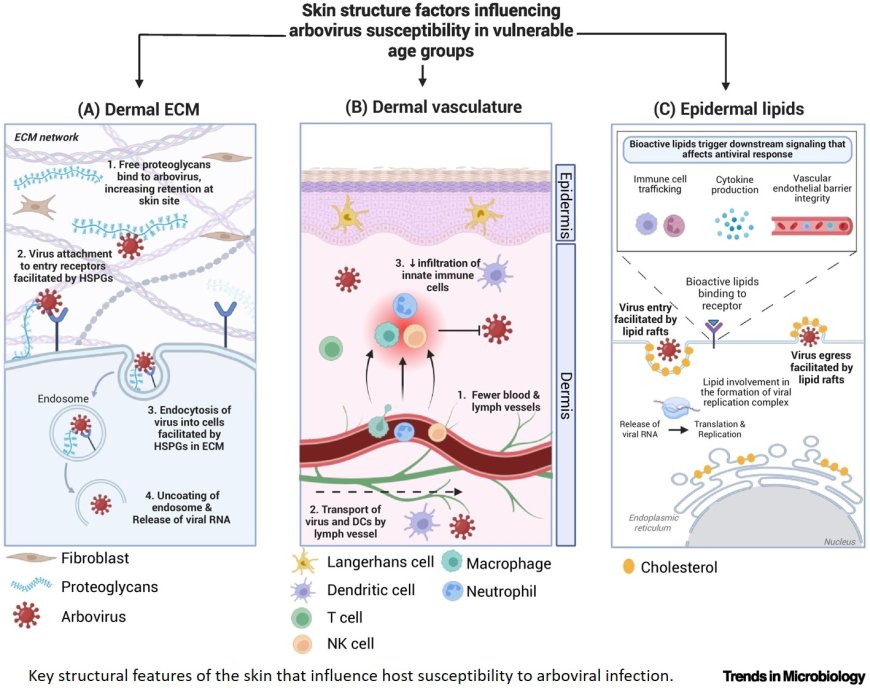 From structure to immunity: how skin shapes age-related vulnerability to Chikungunya virus infections