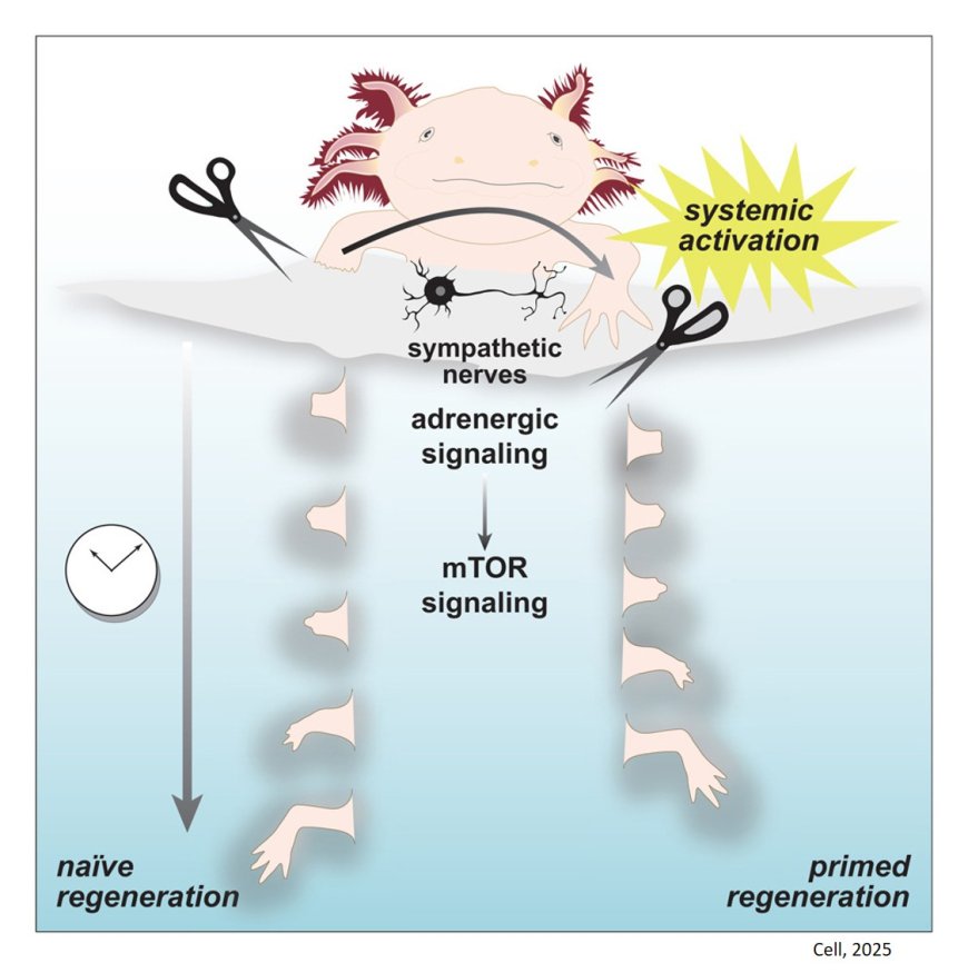 Adrenergic signaling coordinates distant and local responses to amputation in axolotl