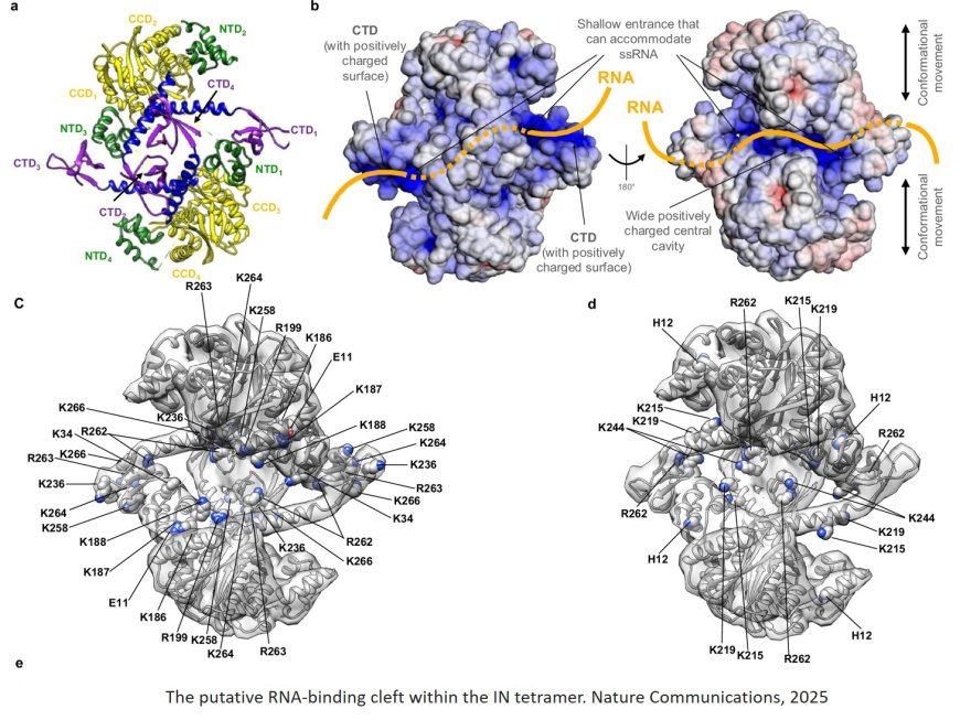 HIV-1 integrase structure revealed!