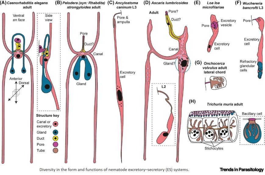 Resolving tissue and cellular functions of parasitic nematodes