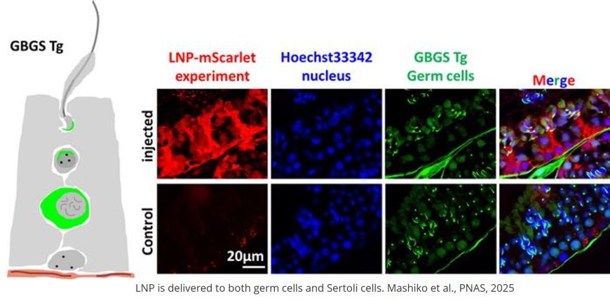 Sperm and offspring production in a nonobstructive azoospermia mouse model via testicular mRNA delivery using lipid nanoparticles
