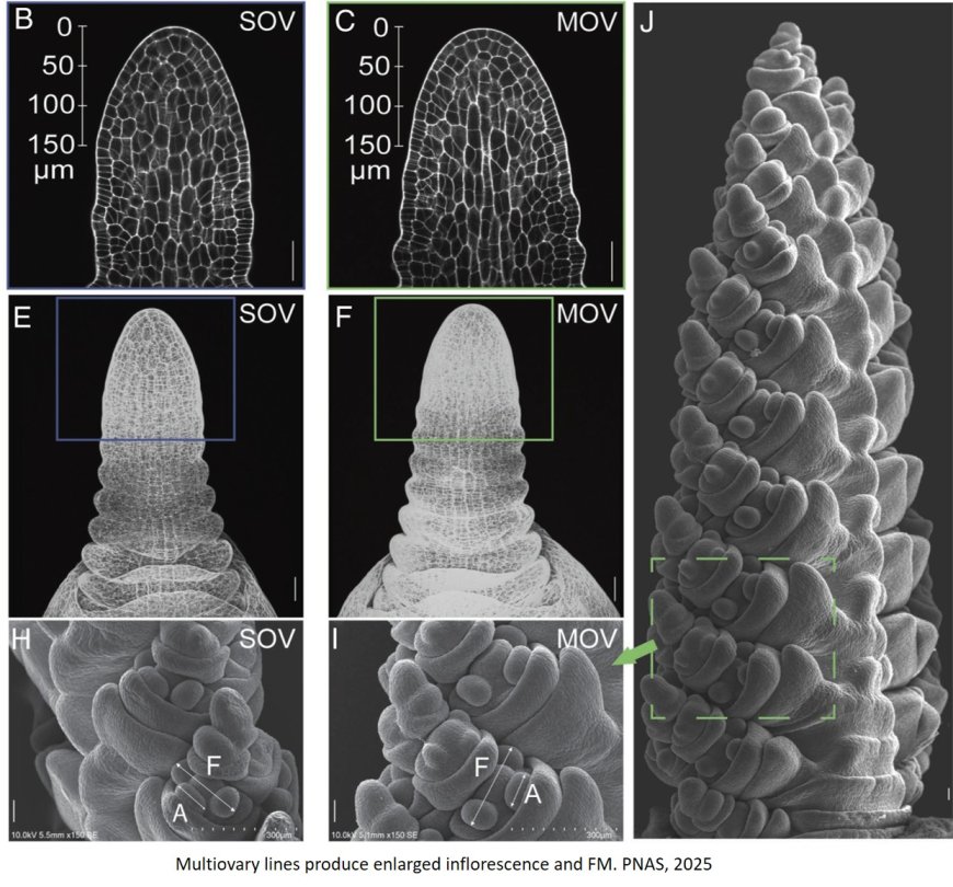 WUSCHEL-D1 upregulation enhances grain number by inducing formation of multiovary-producing florets in wheat