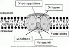 Calcium channels physiology and Therapeutics uses