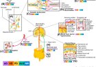 MicroRNAs in the biology and hallmarks of neurodegenerative diseases
