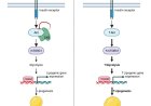 Creatine kinase B regulates glycolysis and de novo lipogenesis pathways to control lipid accumulation during adipogenesis
