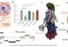Identification of antimalarial target binding partner