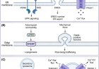 Experimental tools and emerging principles of organellar mechanotransduction