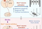 Nos1+ neurons are critical for motor learning and post-stroke motor recovery