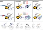 Peroxisomal integrity in demyelination-associated microglia enables cellular debris clearance and myelin renewal in mice