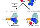 Human Replication Protein A complex is Essential for Telomere Maintenance