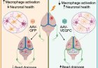 Therapeutic VEGFC treatment provides protection against traumatic-brain-injury-driven tauopathy pathogenesis