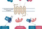 Elucidating biased signaling in class A GPCRs