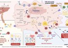 Host and microbiome lipid metabolism in colorectal cancer development and therapy
