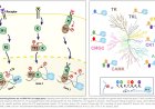 Direct targeting and regulation of RNA polymerase II by cell signaling kinases