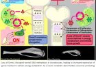 A novel mechanism regulating bone growth
