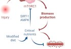 Metabolic reprogramming in the spinal cord drives the transition to pain chronicity