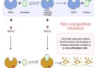 Non-orthosteric inhibition of enolase 1 impedes growth of triple-negative breast cancer