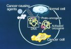 Cancer: Proto-oncogenes, Oncogenes and Anti-oncogenes