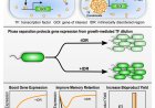 Stabilizing synthetic gene circuits in liquid condensates