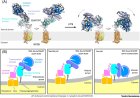 pH-induced conformational changes in receptor-bound BoNT/A1.