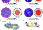Cryo-EM structure of yellow fever virus