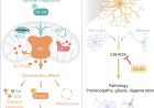 Mitochondrial complex III-derived ROS amplify immunometabolic changes in astrocytes and promote dementia pathology