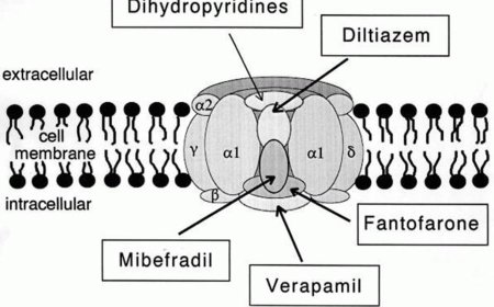 Calcium channels physiology and Therapeutics uses