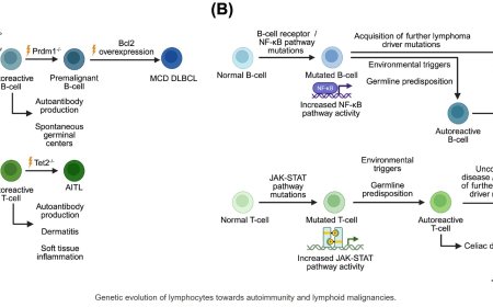 Common origins of autoimmune diseases and lymphoid malignancies