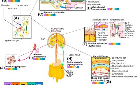 MicroRNAs in the biology and hallmarks of neurodegenerative diseases