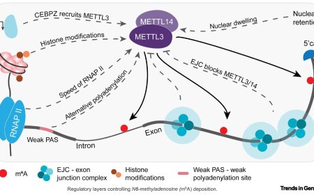 Role of m6 A in the coding sequence